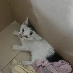 서구 흰색/검은색 얼룩무늬 한국 고양이 성별 미상