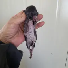 서구 기타(검정색회색) 한국 고양이 성별 미상