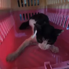 서구 흰색/검은색 얼룩무늬 한국 고양이 수컷