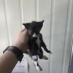 서구 흰색/검은색 얼룩무늬 한국 고양이 성별 미상