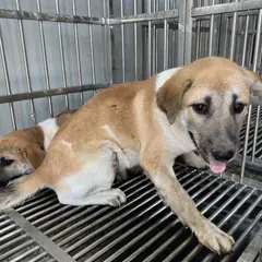 서구 검정 황갈색&흰색 믹스견 암컷