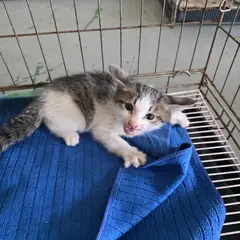 서구 기타(흰회검) 한국 고양이 성별 미상