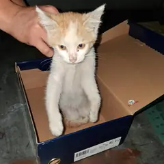 서구 레몬색&흰색 한국 고양이 성별 미상