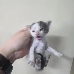서구 기타(흰색회색) 한국 고양이 성별 미상