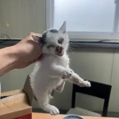 서구 흰색/검은색 얼룩무늬 한국 고양이 성별 미상