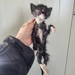 서구 흰색/검은색 얼룩무늬 한국 고양이 성별 미상