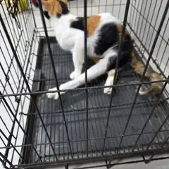 동구 검은색흰색황토색조합 한국 고양이 암컷