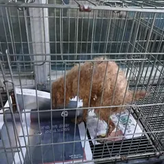 동구 갈색 푸들 수컷