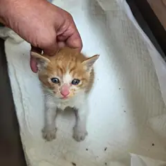 동구 레몬색&흰색 한국 고양이 수컷