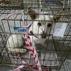 영도구 흰색 믹스견 수컷