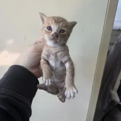 영도구 레몬색&흰색 한국 고양이 성별 미상
