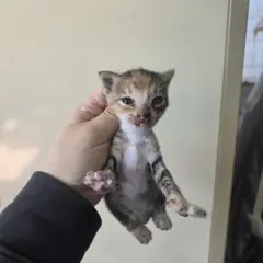 영도구 기타(황색흰색) 한국 고양이 성별 미상