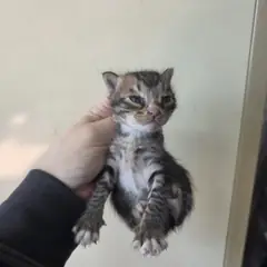영도구 검은색흰색황토색조합 한국 고양이 성별 미상