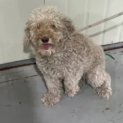 영도구 흰색 푸들 수컷