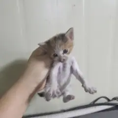 영도구 검은색흰색황토색조합 한국 고양이 성별 미상