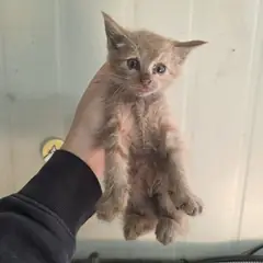영도구 기타(황색흰색) 한국 고양이 성별 미상
