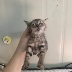 영도구 검은색흰색황토색조합 한국 고양이 성별 미상