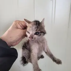 영도구 검은색흰색황토색조합 한국 고양이 성별 미상