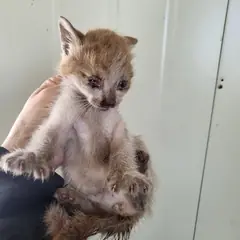 영도구 레몬색&흰색 한국 고양이 성별 미상