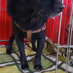 부산진구 검정색 믹스견 암컷
