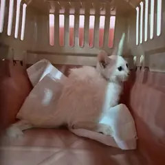 부산진구 흰색 한국 고양이 수컷