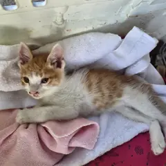 부산진구 레몬색&흰색 한국 고양이 성별 미상