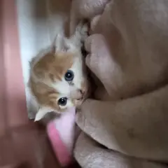 부산진구 레몬색&흰색 한국 고양이 성별 미상