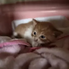 부산진구 레몬색&흰색 한국 고양이 성별 미상