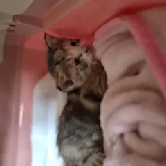 부산진구 기타(검갈색) 한국 고양이 성별 미상
