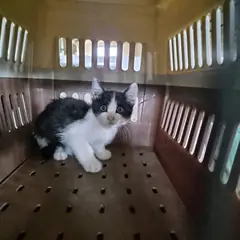 부산진구 기타(흰검색) 한국 고양이 성별 미상