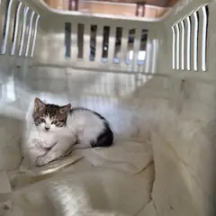 부산진구 기타(흰갈색) 한국 고양이 성별 미상