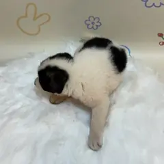 동래구 검정&흰색 믹스견 암컷