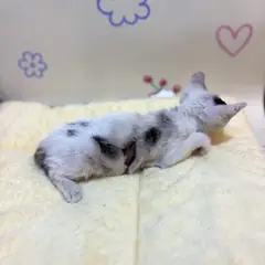 동래구 기타(흰검) 믹스묘 암컷