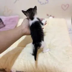동래구 기타(갈흰) 믹스묘 수컷
