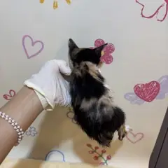 동래구 기타(검갈흰) 믹스묘 암컷