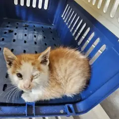 동래구 기타(갈흰) 믹스묘 수컷
