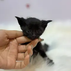 동래구 기타(검정) 믹스묘 수컷