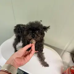 남구 검정색 푸들 수컷