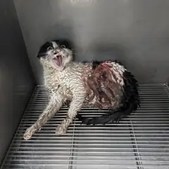 남구 기타(검+흰) 믹스묘 암컷