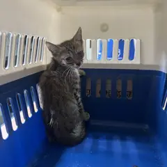 북구 레몬색&흰색 한국 고양이 성별 미상