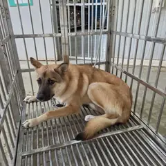 북구 황갈색 믹스견 암컷
