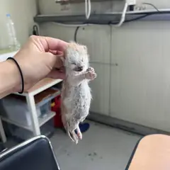 북구 레몬색&흰색 한국 고양이 성별 미상