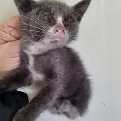 북구 기타(검은색흰색) 한국 고양이 성별 미상