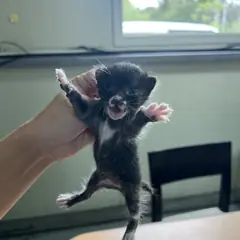 북구 기타(검은색흰색) 한국 고양이 성별 미상