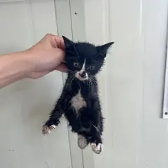 북구 기타(검은색흰색) 한국 고양이 성별 미상