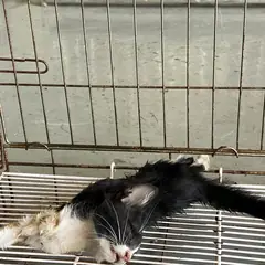 북구 기타(검은색흰색) 한국 고양이 성별 미상