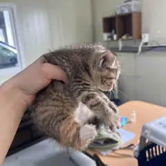 북구 검은색흰색황토색조합 한국 고양이 성별 미상
