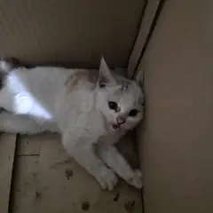 북구 레몬색&흰색 한국 고양이 성별 미상