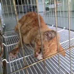 북구 기타(황갈색) 한국 고양이 수컷