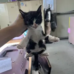 북구 기타(검은색) 한국 고양이 성별 미상